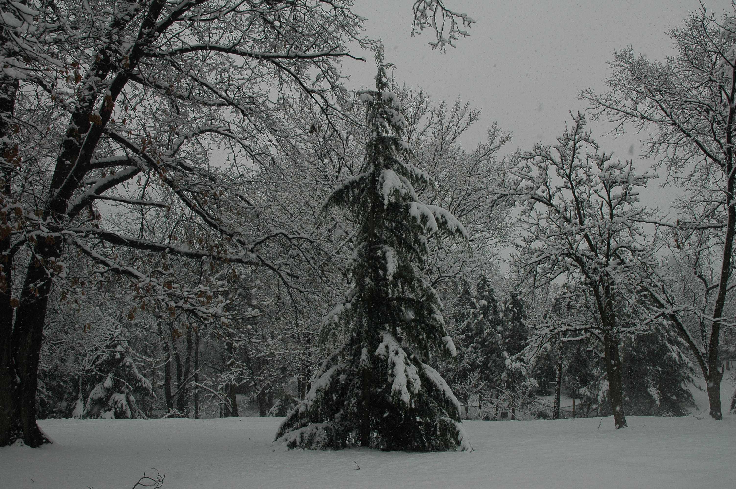 christmas tree by shannon smith